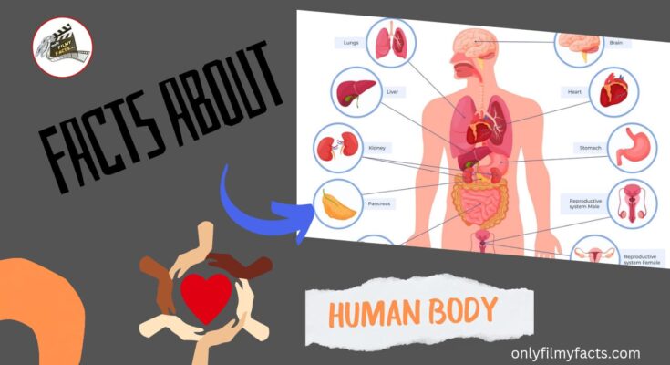 Facts About Human Body