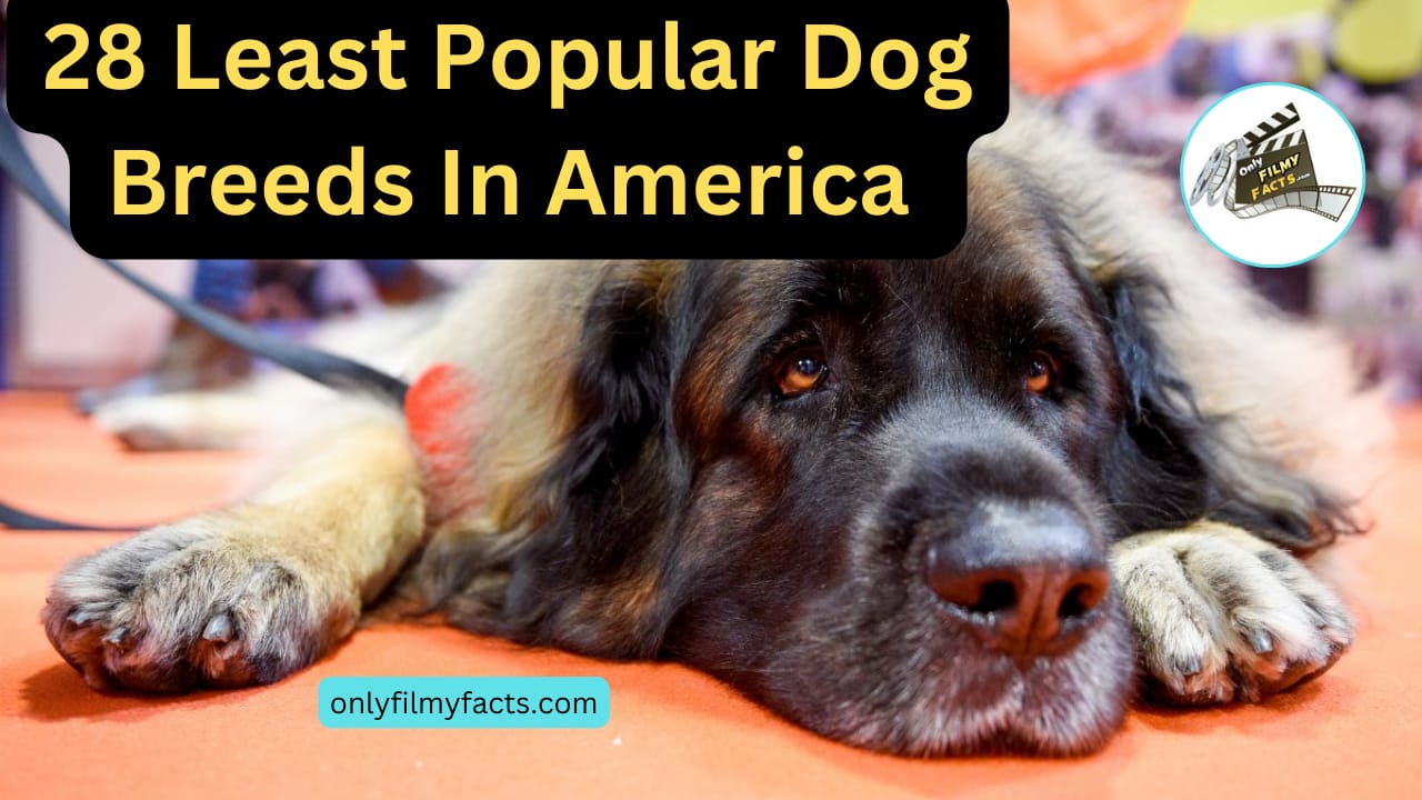 The 28 Least Popular Dog Breeds in America