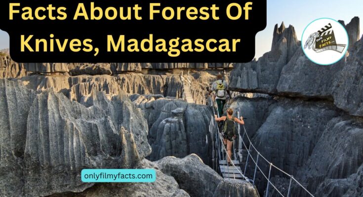 5 Interesting Facts About The Forest Of Knives, Madagascar - Why Does It Have This Name?
