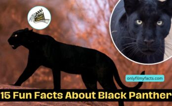 15 Amazing Fun Black Panther Facts