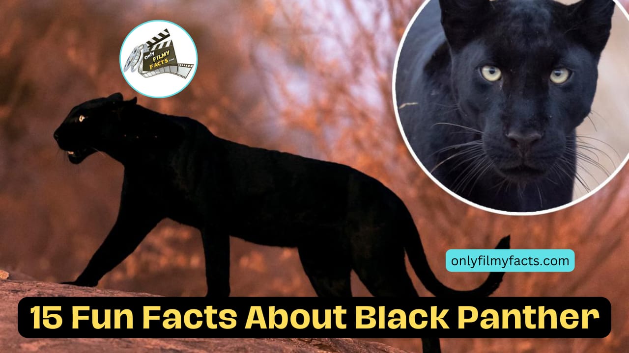 15 Amazing Fun Black Panther Facts