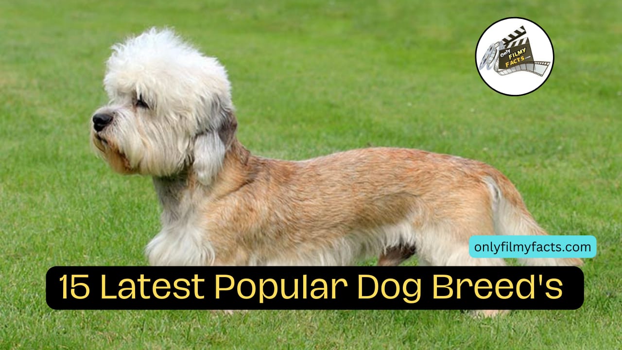 The 15 Least Popular Dog Breeds in America