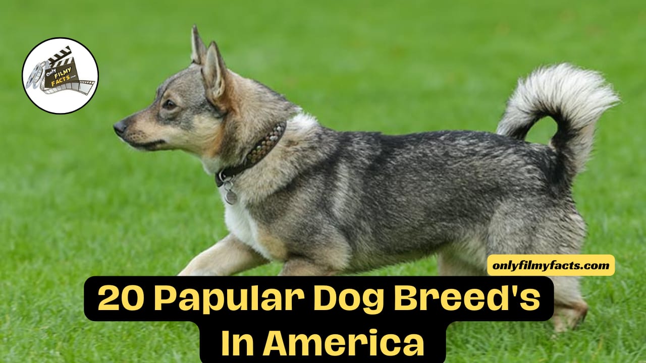 The 20 Least Popular Dog Breeds in America