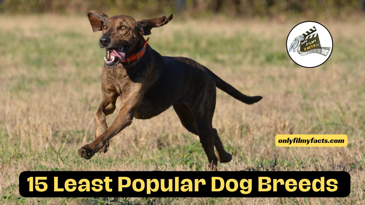 The 15 Least Popular Dog Breeds in America