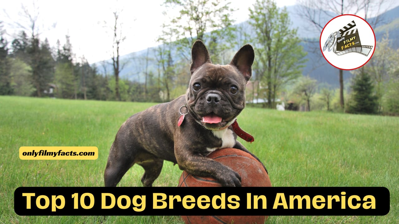 Did You Know About These Top 10 Dog Breeds in America