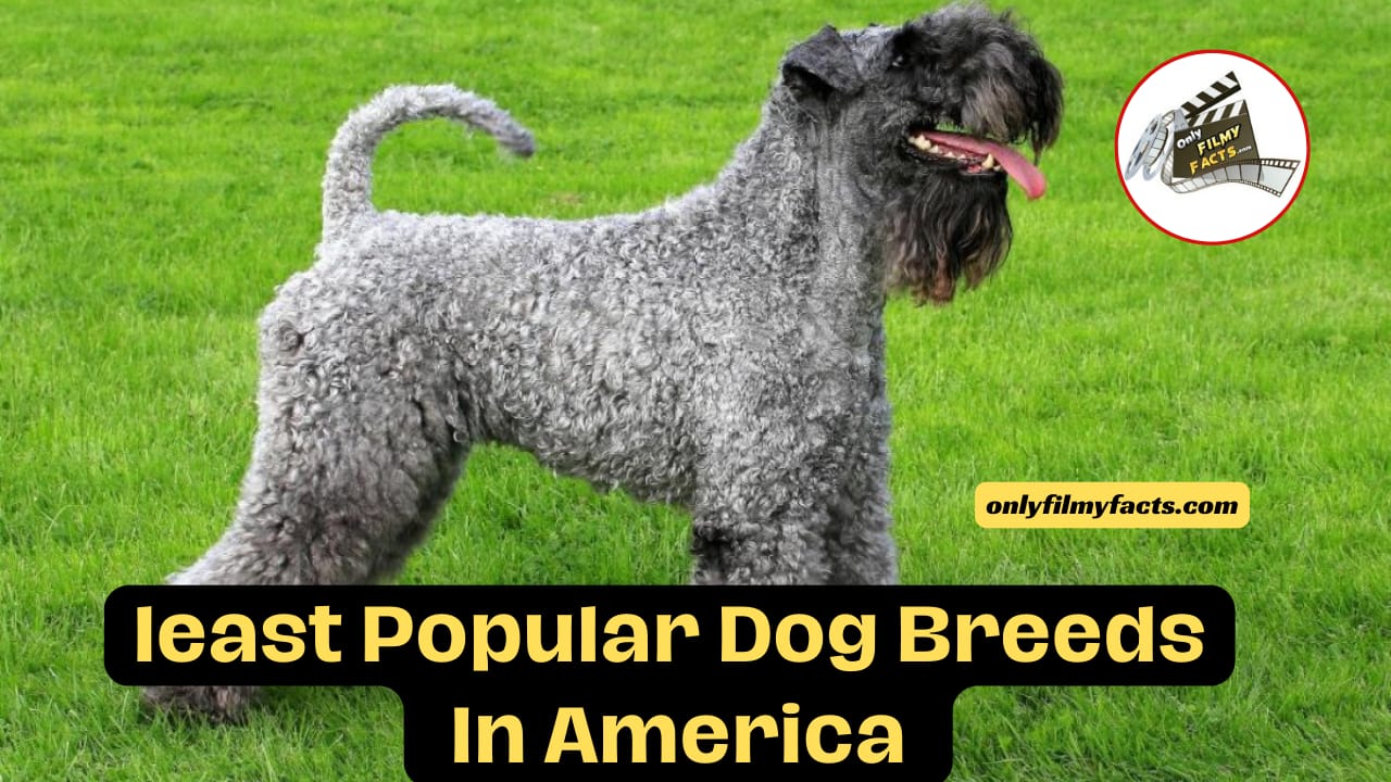 The 20 Least Popular Dog Breeds in America - Part 2