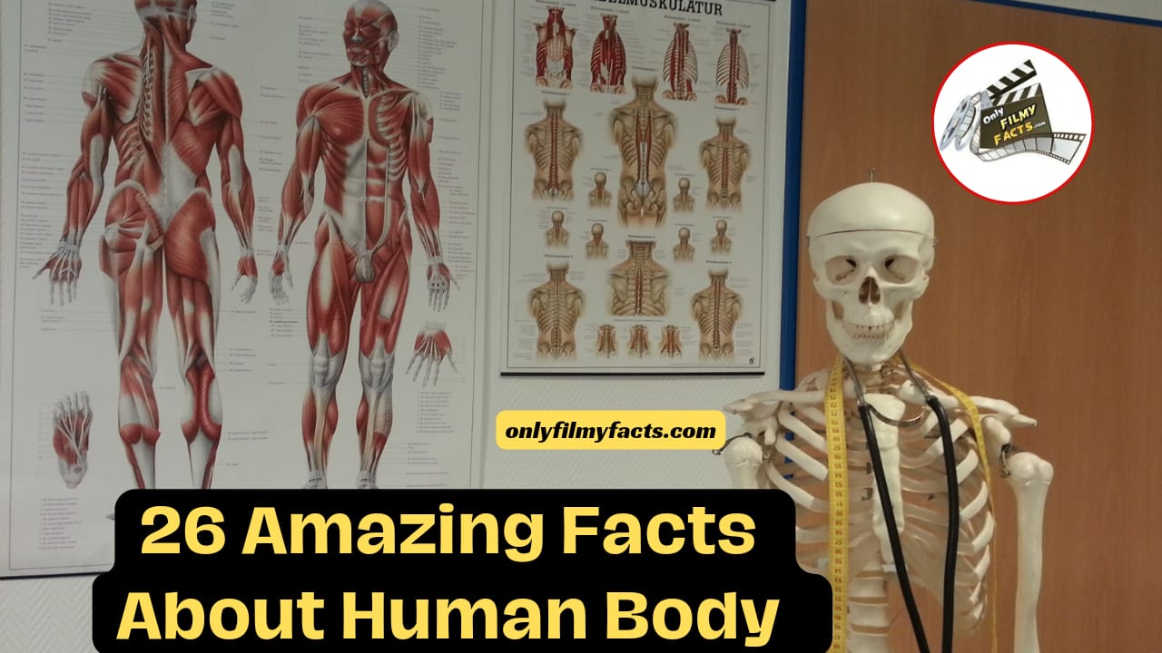 26 Amazing Human Body Facts
