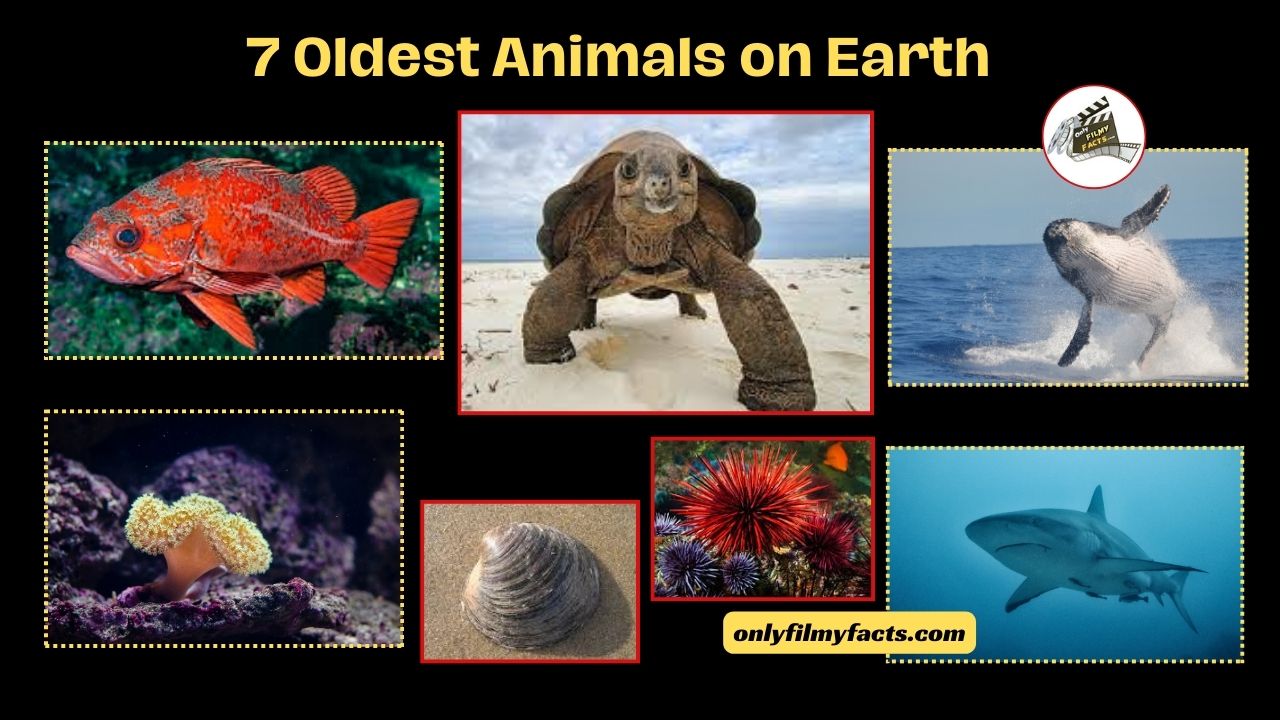 7 Oldest Animals on Earth, Animal Lovers It's Interesting to Know about this Animals