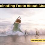 15 Fascinating Facts About Sharks